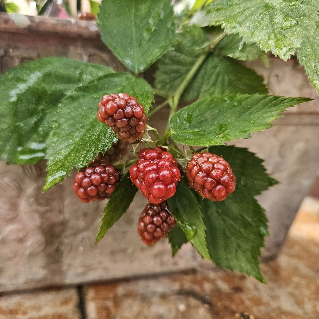 嵐の見納め　見逃し配信をもう一度見ました