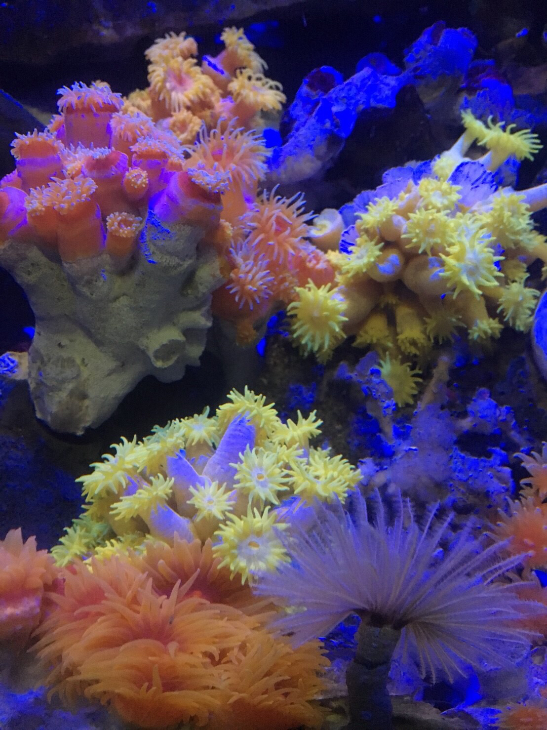 #2 私と今の推しとの出会い