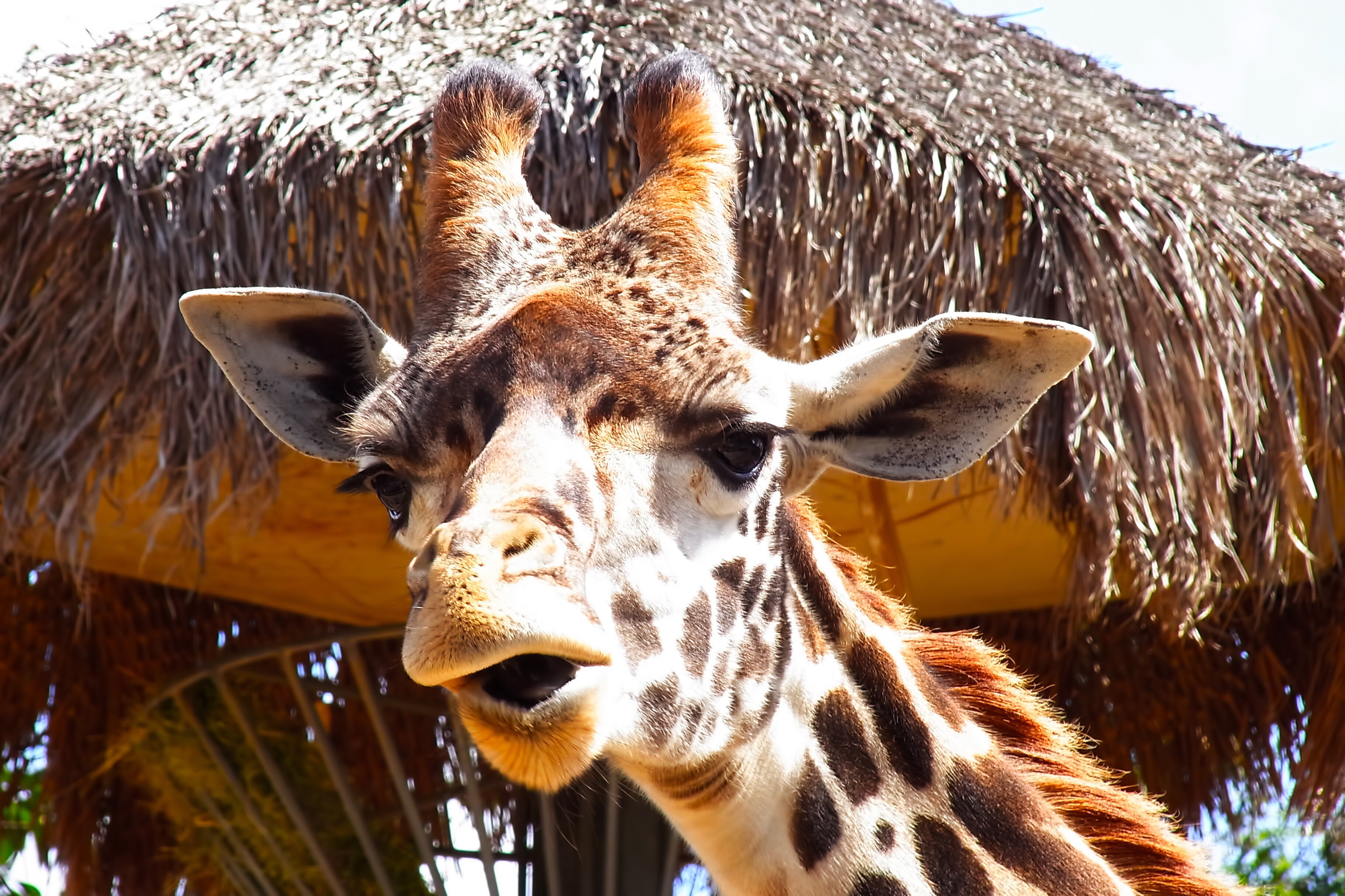 キの字さんの三田さんを祝う話