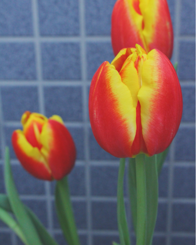 【番外編】柄もなくガーデニングを始めた話【オカン回】