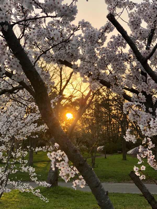 #73 明日の仕込みと夕方の散歩