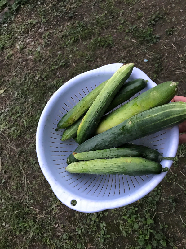 畑ときゅうりとパパ