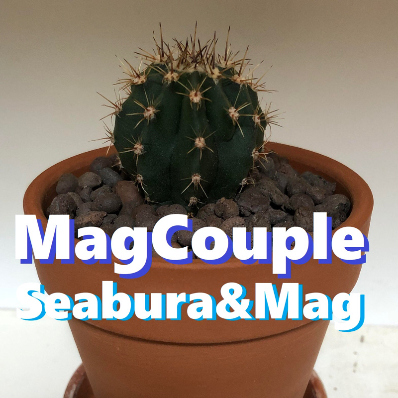 6 サボテン に名前をつけたい せあぶら まぐの マグカップル Radiotalk ラジオトーク