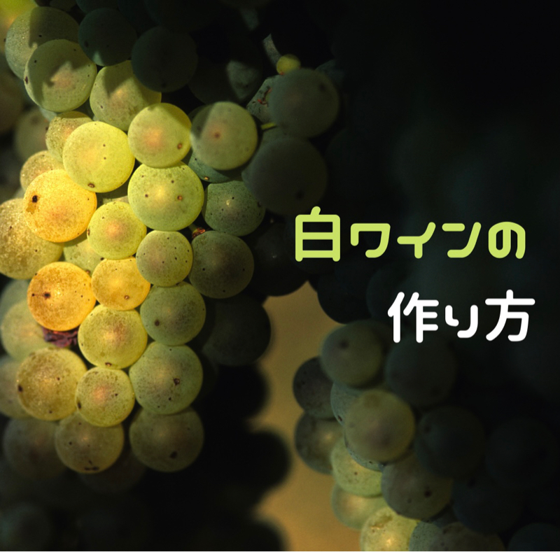 ワインの作り方（白ワイン編）🍷