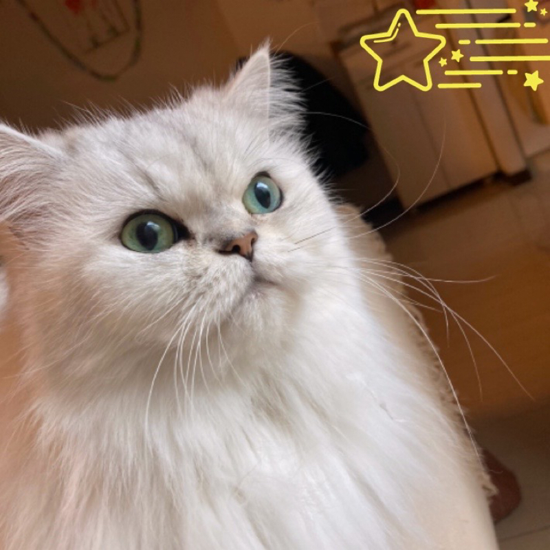 いろどり屋（後編）