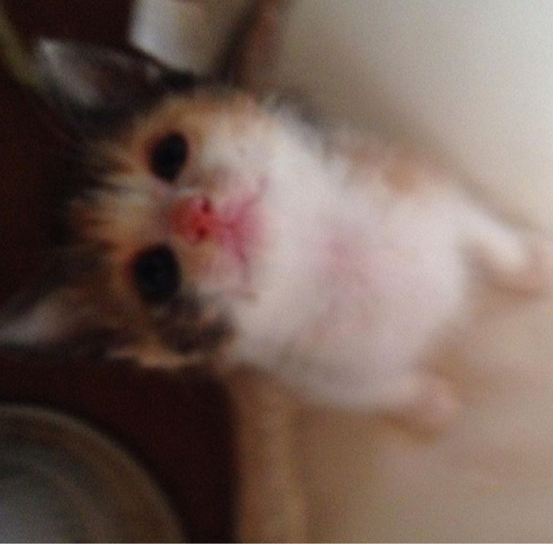 バダと赤観など女体化の話