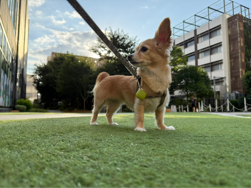 💠にーやん💠