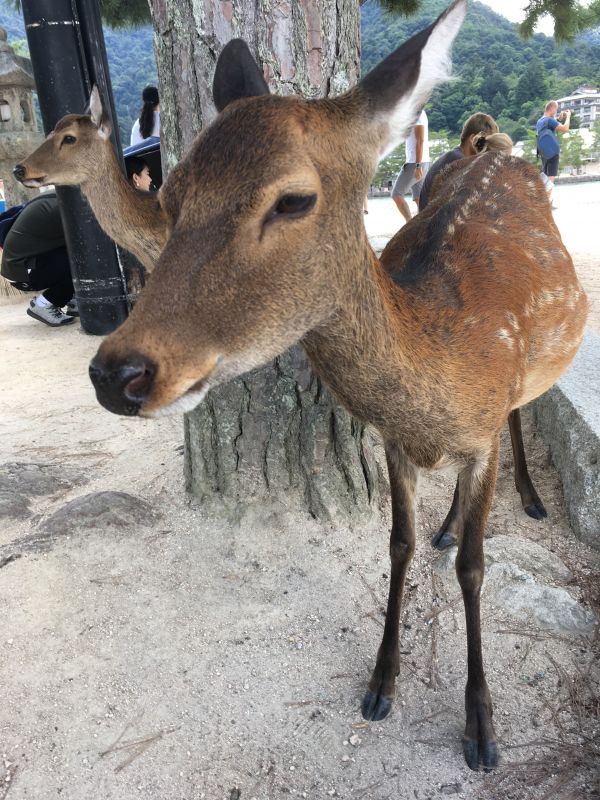 (腐)スギシラにハマった経緯