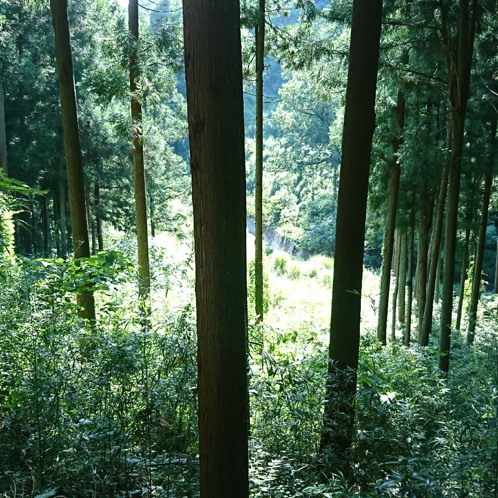 ひぐらし蝉の声を聞きに・・