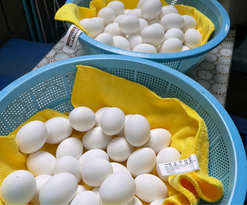 まよえーる　　　　　　🥚