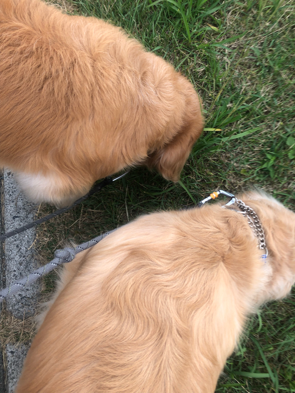 #47 時間旅行は近所で秋を感じる犬散歩