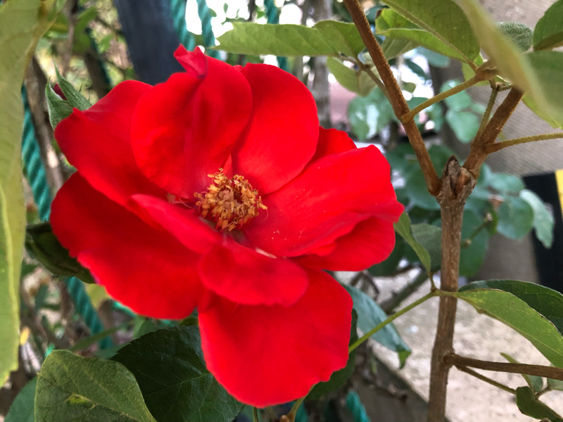 #65念ずれば花ひらく🌸おじさんありがとう🌸