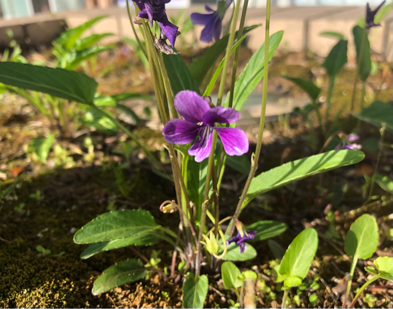 ガチな質問にガチで回答してみた💜