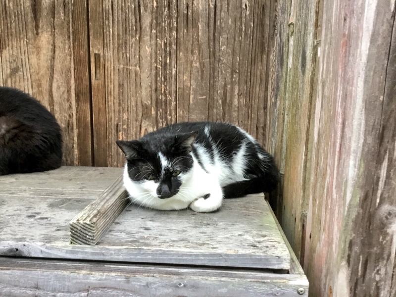 ヒプ🎙を聴く女がミュージカルキャッツの話をする①