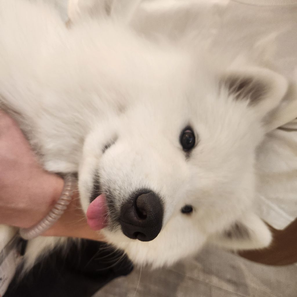 第379回　サモエドと戯れてみた