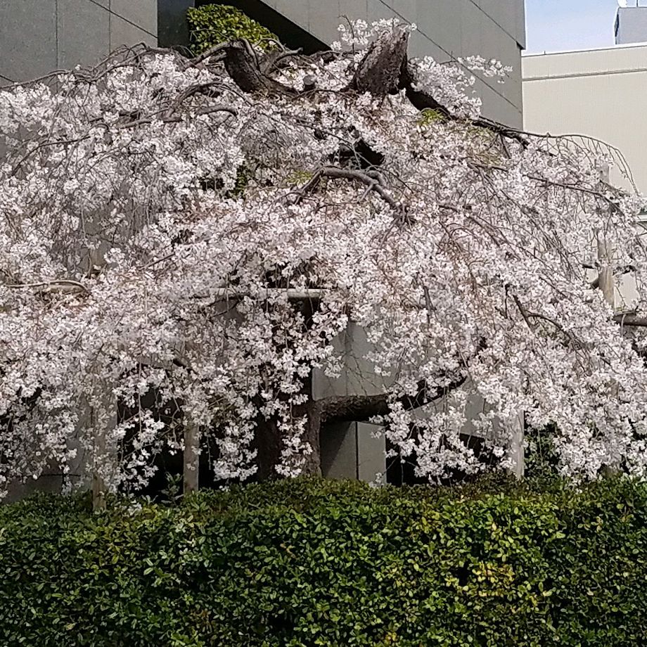 5️⃣9⃣  リクエスト曲🎵つゆのあとさき🌸〜✿.*・✿.*・