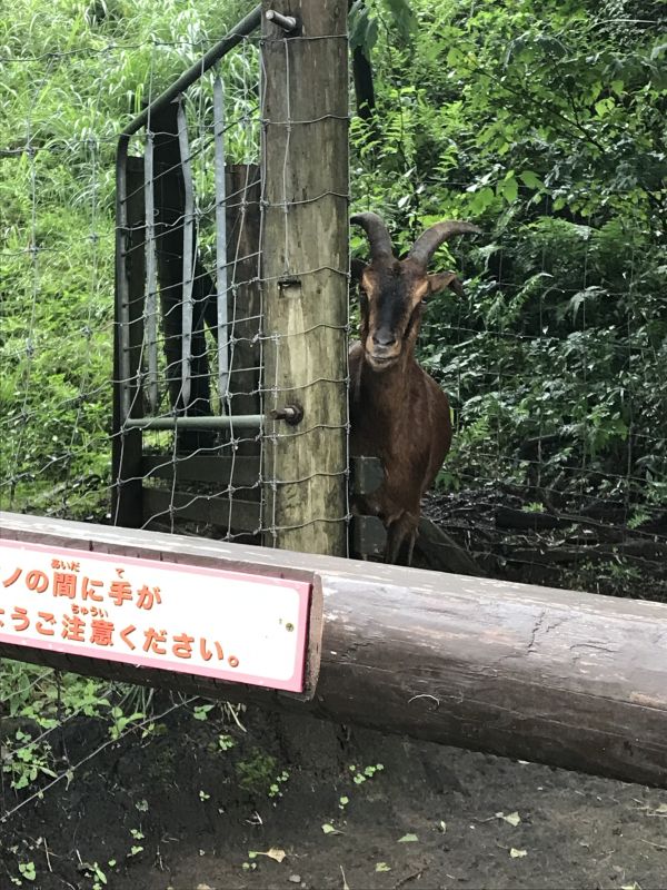 人外の顔について（変身後）1