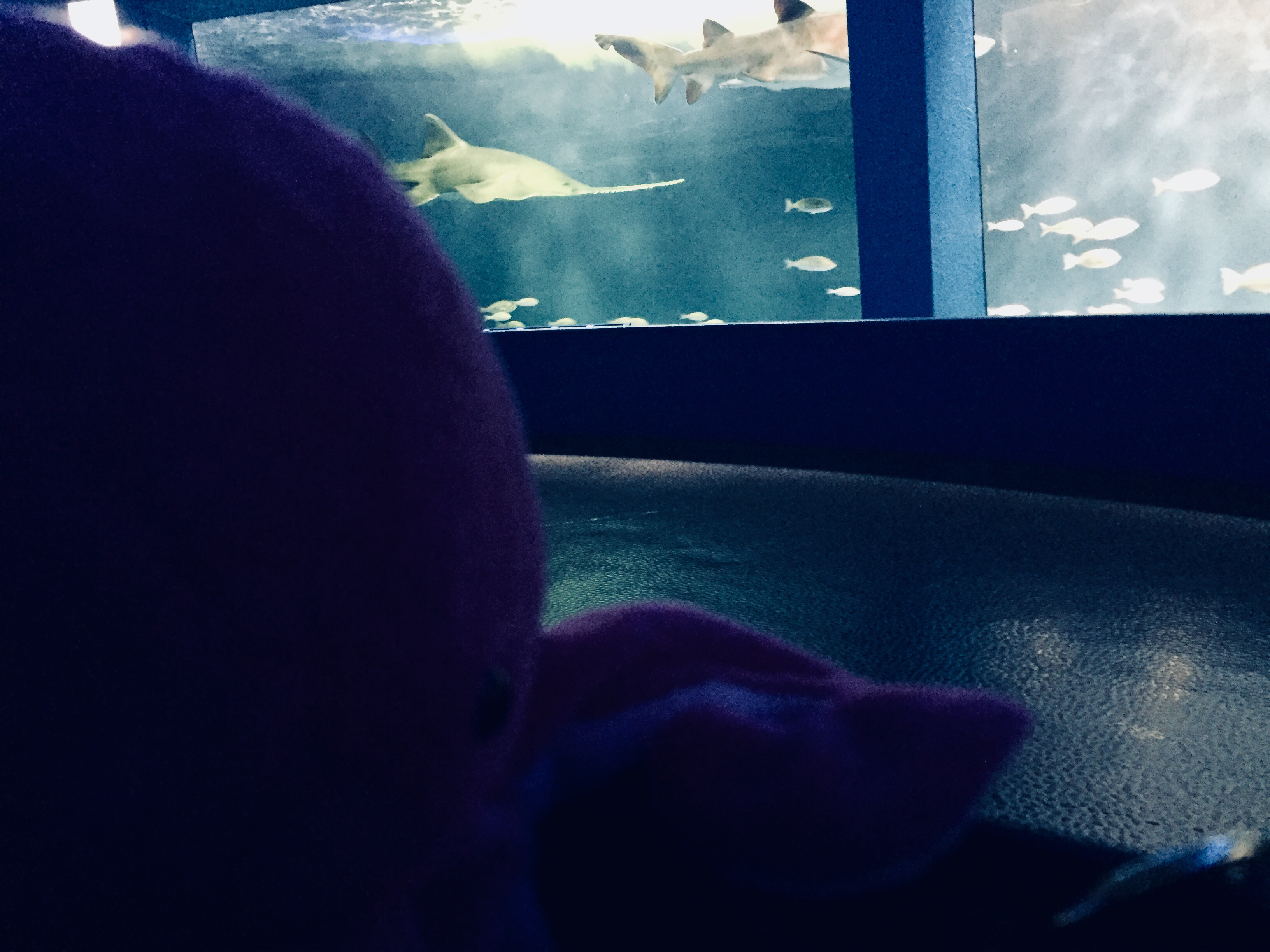 おたけびラジオ