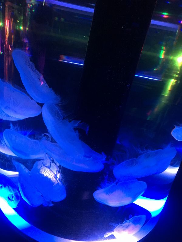 マイ鯖トーク (1)