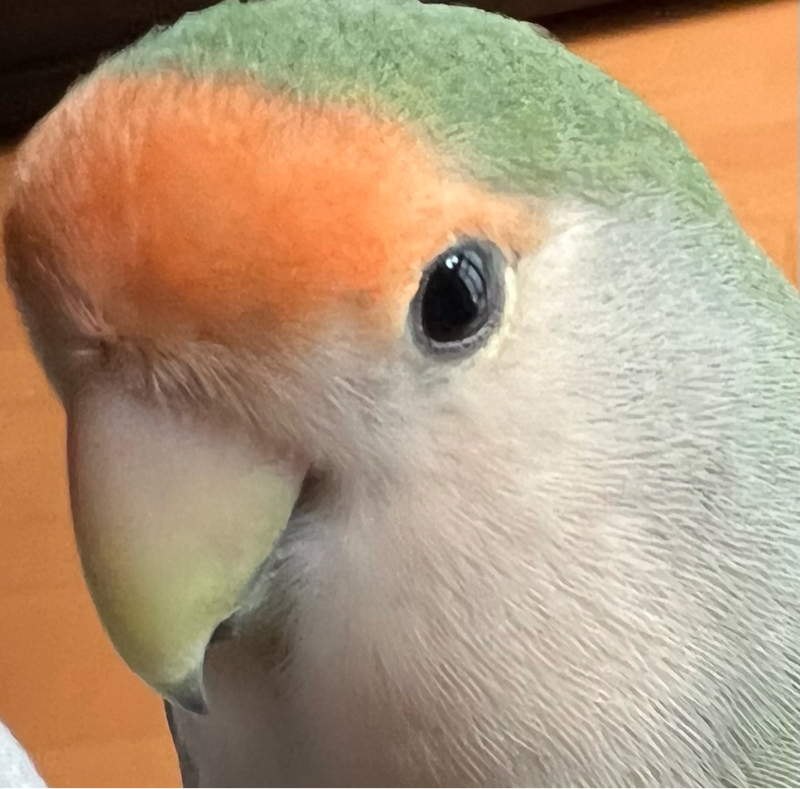 #35 我が家的6月後半の話