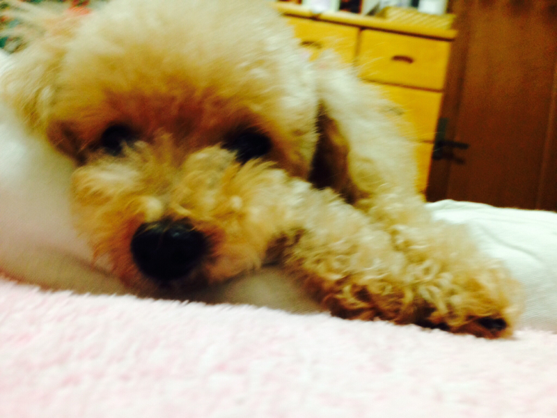 今日の無料10連ガシャ結果報告