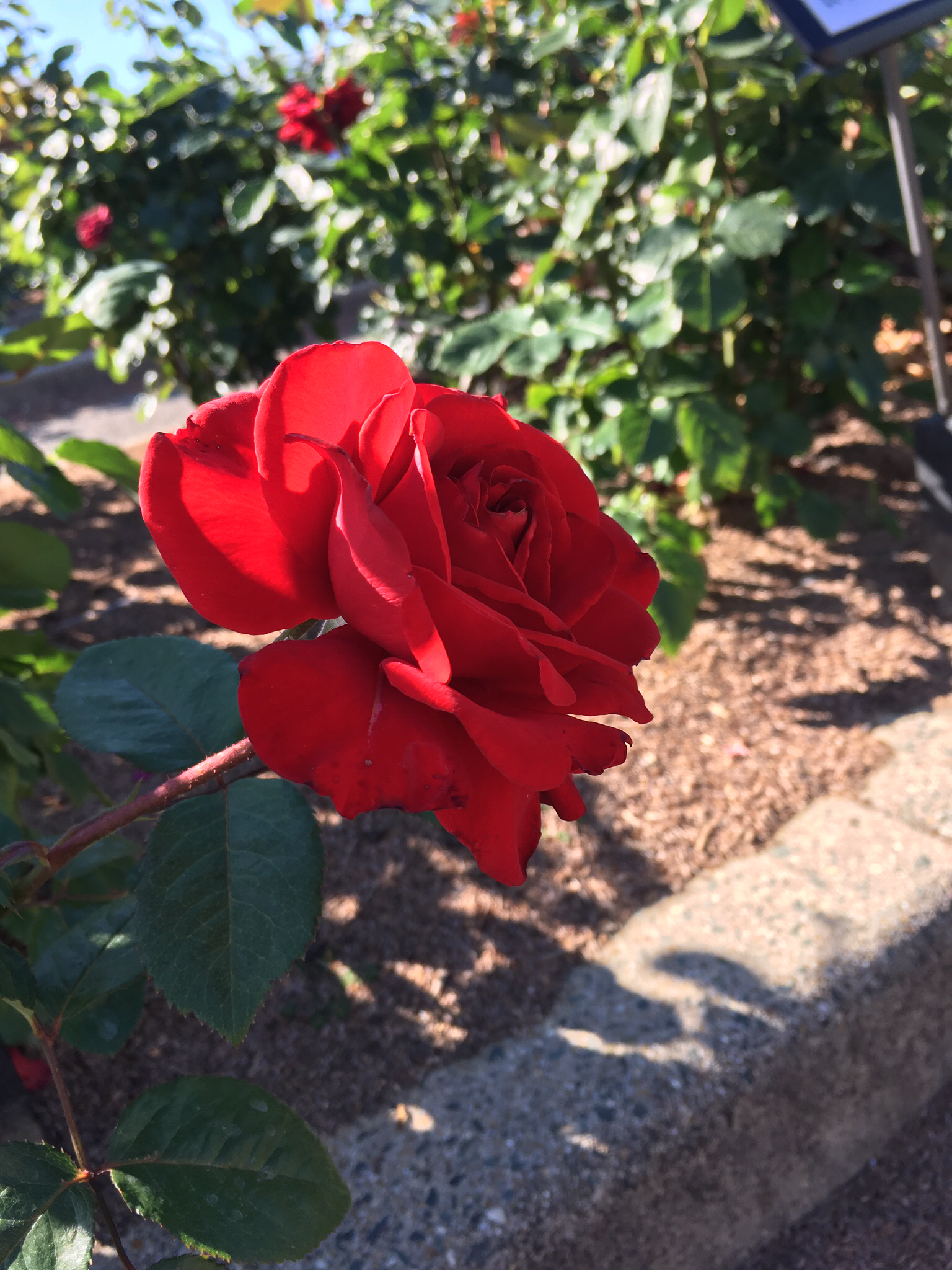 推してない推しについて