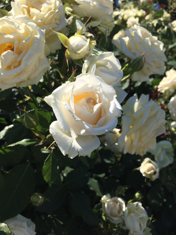 推しがよく死ぬ件について