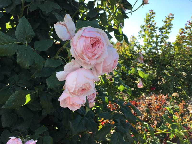 推してる推しについて