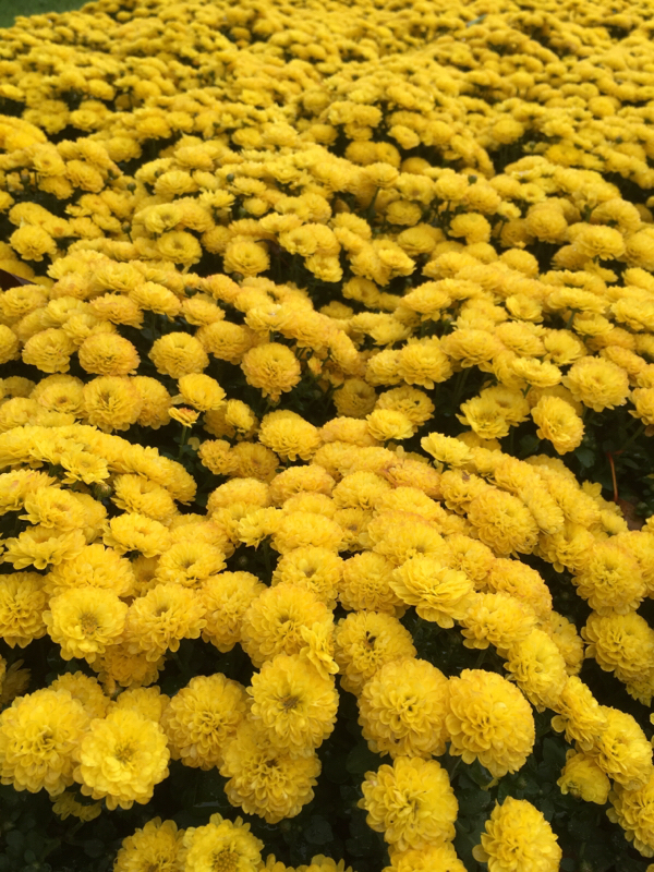 デルルン実況（その1）