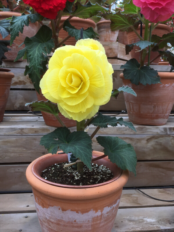 デルルンについて