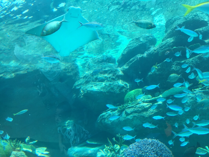 今日観た映画について