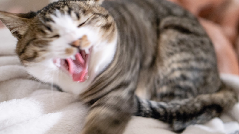 #12 猫に噛まれたらとりあえず病院に行った方がいいよ