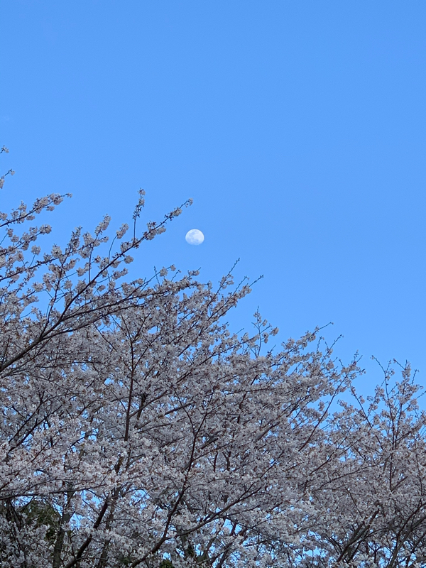 しいたけごはん。