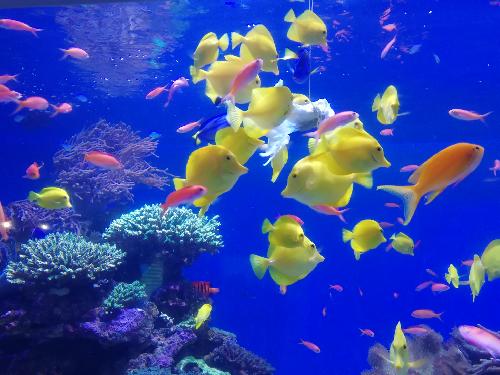 水族館の話3