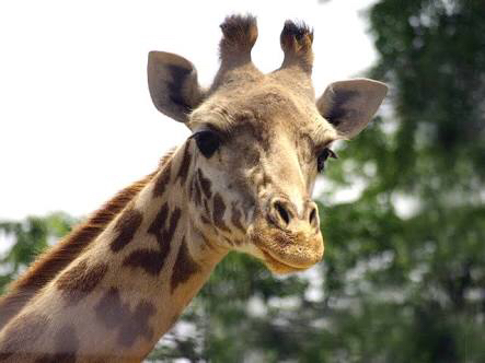 きょうのきりん