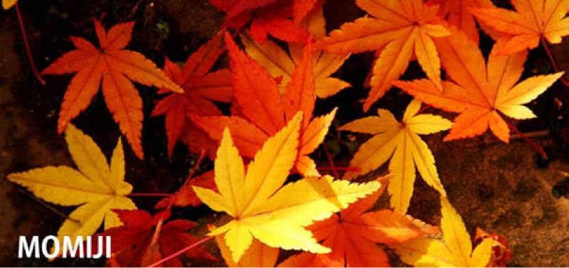 橙色の彼のこと①