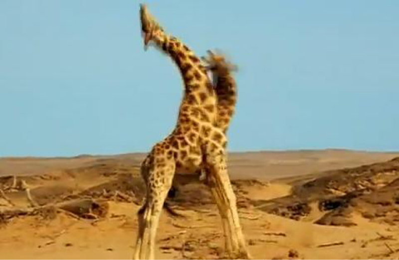 えいとだんす③