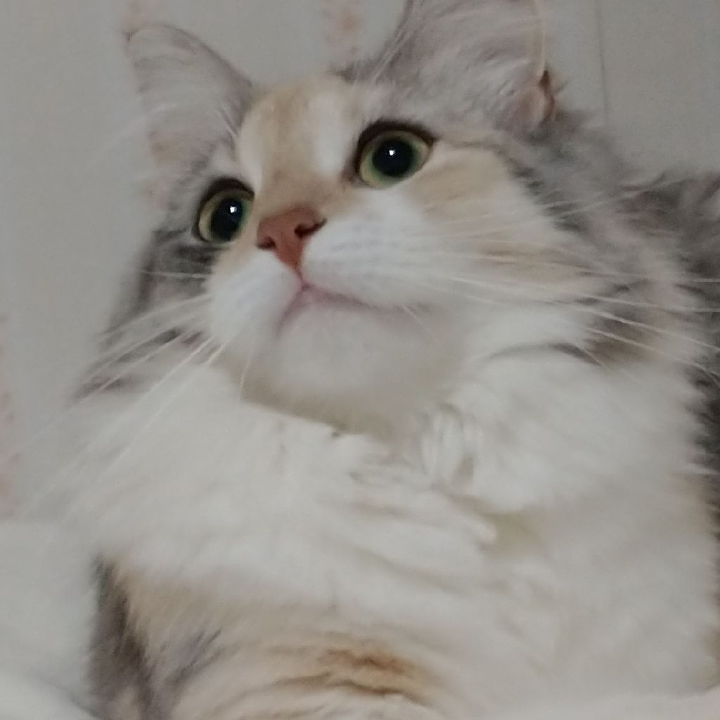 ダッシュうさぎ
