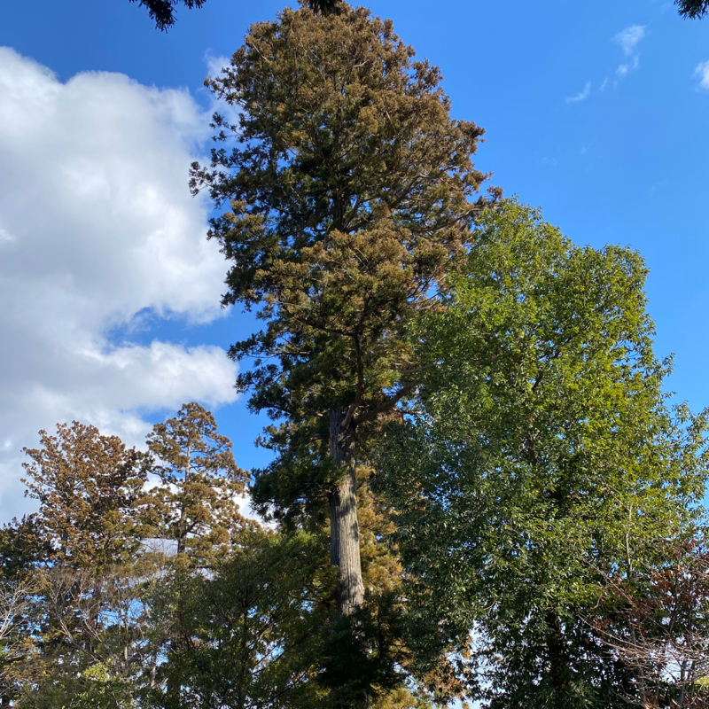 イバラキプリン