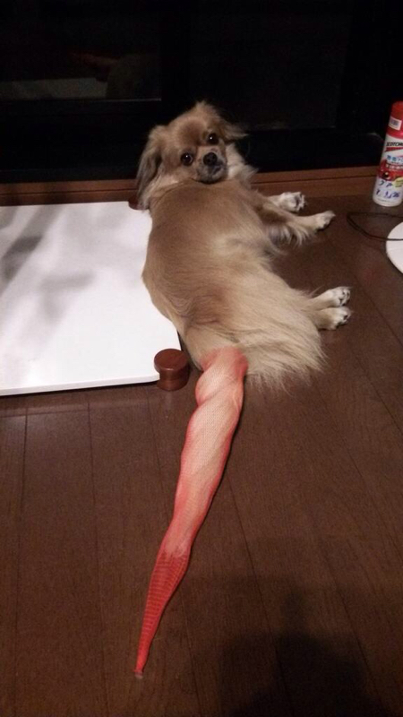 第12回 間違ってアナルプラグが届いた話