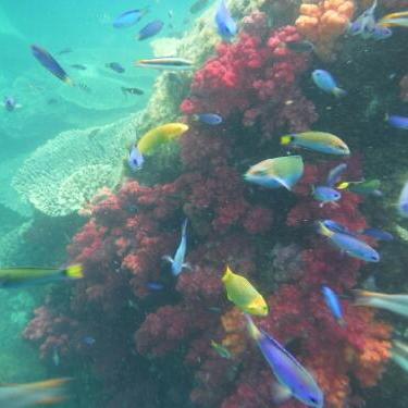 柏島のお話です。