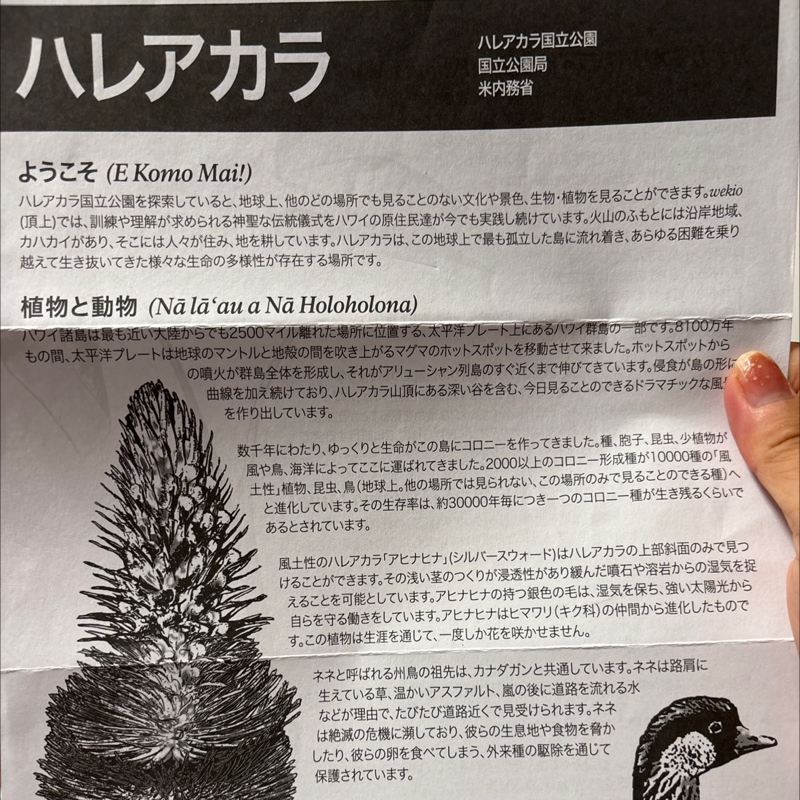 #734 サポートマウイツアーまであと2日