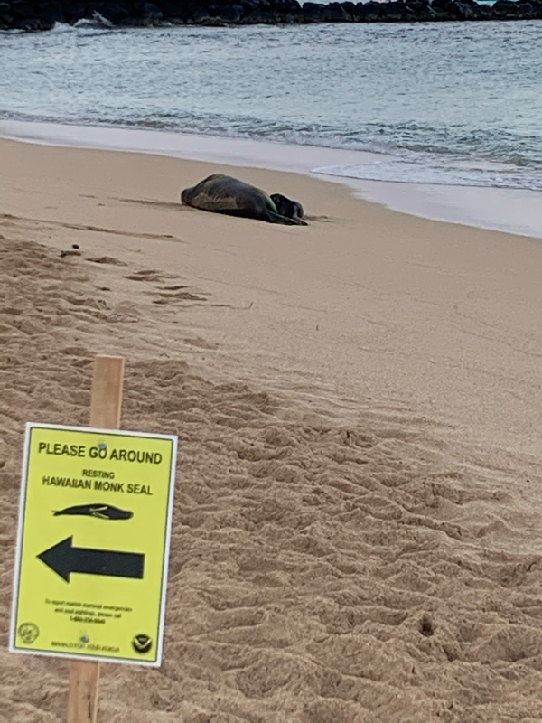 #15 ウミガメ物語