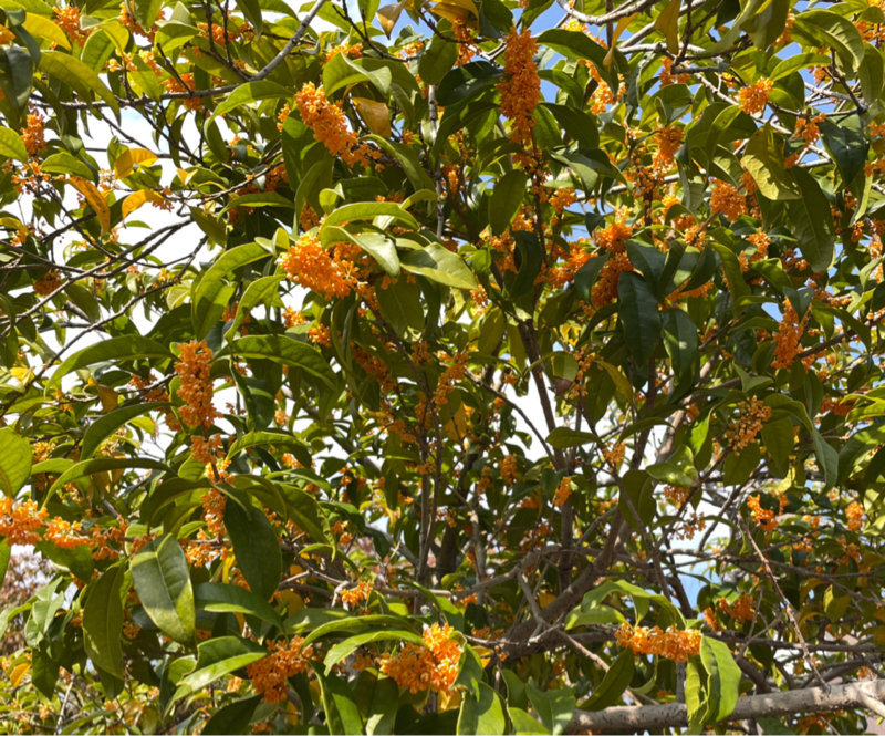 #1349 今日から11月です