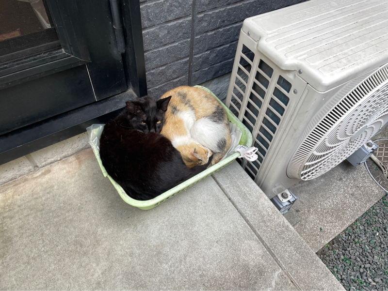 #1494 シャンプージプシー