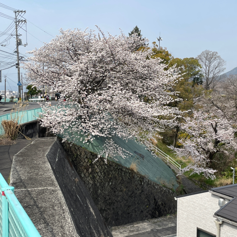 #1495 おはなみにきています