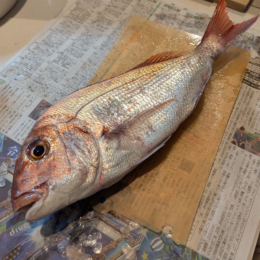 #313 大きな魚と格闘しました🤣