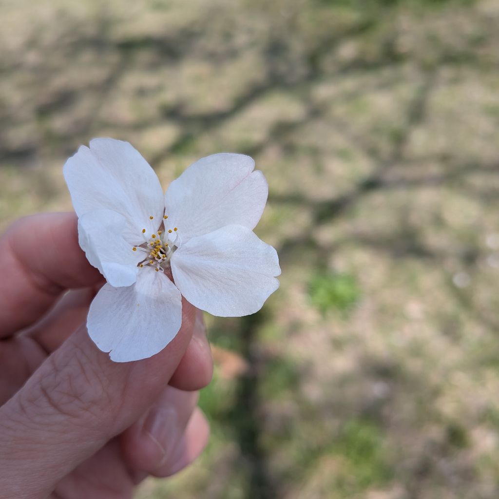 ＃437　お疲れさまです！元気チャ〜ジしましょ🌸