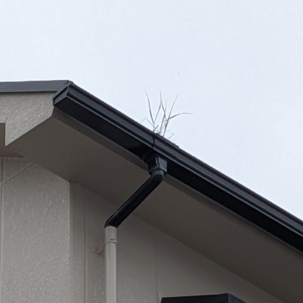 #446　開花宣言出ています🌸😄