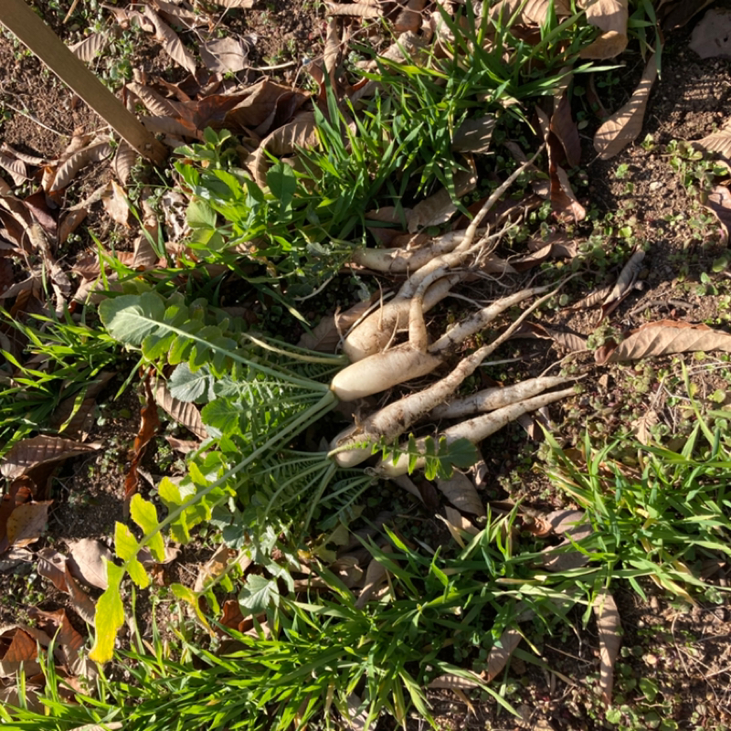 雑談と封書開封